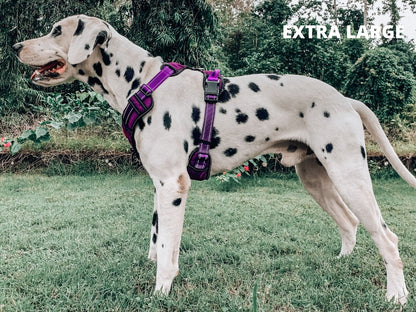 Tuff Pupper - Metro - Everyday Harness - Purple