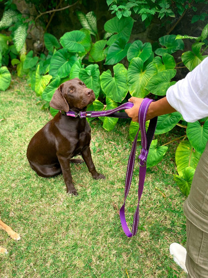 Tuff Pupper - Avail - Safety Leash - Purple