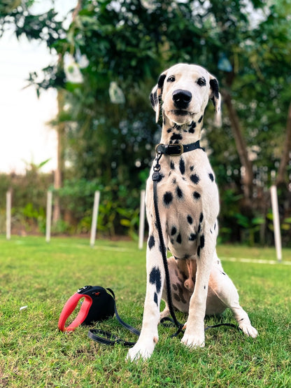 Tuff Pupper - Traverse - Retractable Leash - Black/Red