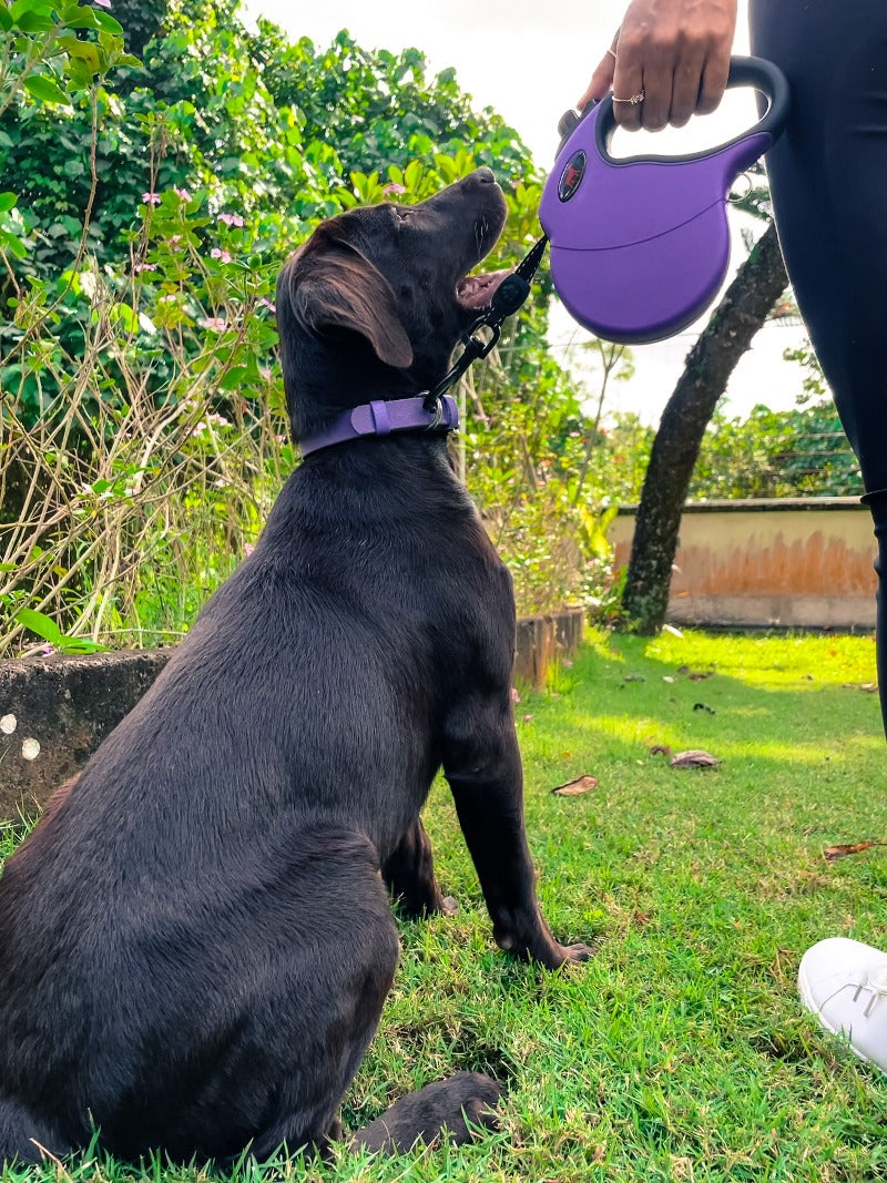 Boots and barkley shops retractable dog leash