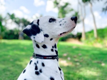 Tuff Pupper - Hero - Rugged Collar - Jet Black