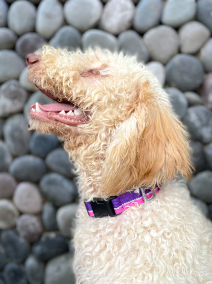 Tuff Pupper - Hero - Rugged Collar - Punch Purple