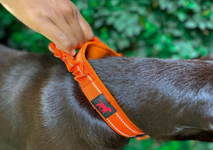 Tuff Pupper - Bungee Handle - Safety Collar - Orange