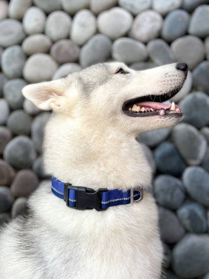 Tuff Pupper - Hero - Rugged Collar - Blazing Blue