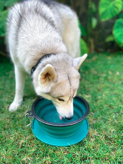 Tuff Pupper - 100oz XXL Slurp - Collapsible Bowl - Quetzal Green