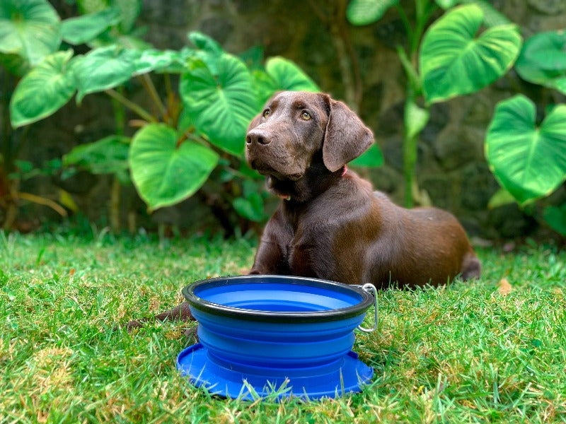 Travel Big Dog Bowl with Carabiner TEAL - HugeHounds