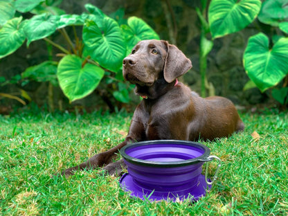 Tuff Pupper - 60oz Big Slurp - Collapsible Bowl - Ultra Violet