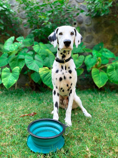 Tuff Pupper - 60oz Big Slurp - Collapsible Bowl - Quetzal Green