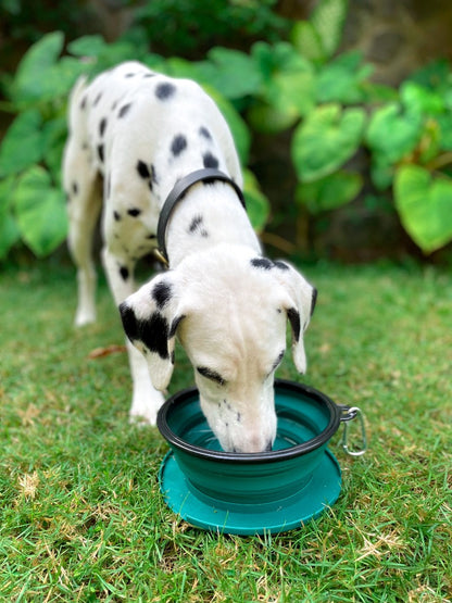 Tuff Pupper - 60oz Big Slurp - Collapsible Bowl - Quetzal Green