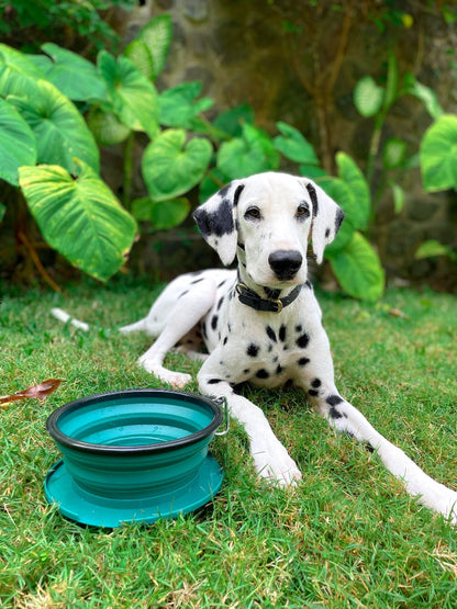 Tuff Pupper - 60oz Big Slurp - Collapsible Bowl - Quetzal Green