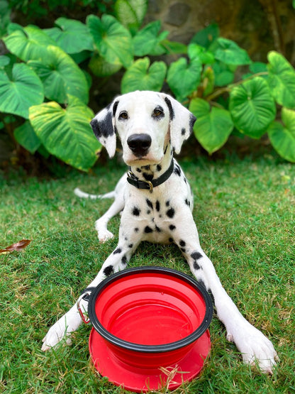 Tuff Pupper - 60oz Big Slurp - Collapsible Bowl - Crimson Red