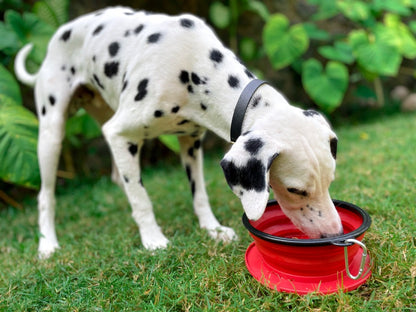 Tuff Pupper - 60oz Big Slurp - Collapsible Bowl - Crimson Red