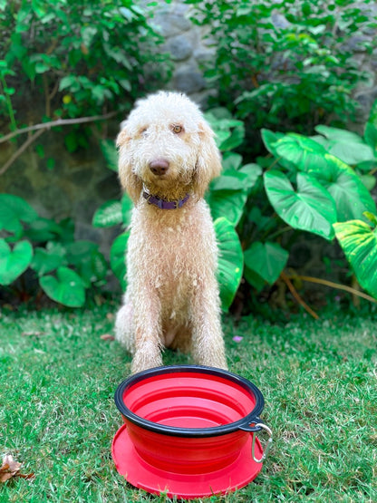 Tuff Pupper - 100oz XXL Slurp - Collapsible Bowl - Crimson Red