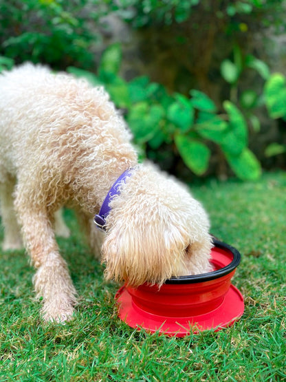 Tuff Pupper - 100oz XXL Slurp - Collapsible Bowl - Crimson Red