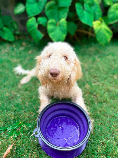 Tuff Pupper - 100oz XXL Slurp - Collapsible Bowl - Ultra Violet