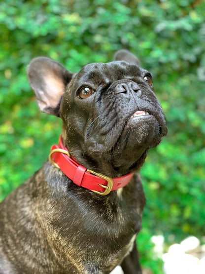 Tuff Pupper - Classic - Waterproof Collar - Crimson Red