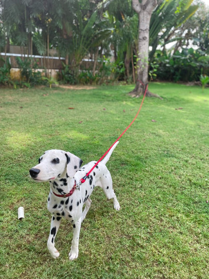 Tuff Pupper - Wander - Extended Leash - March Red