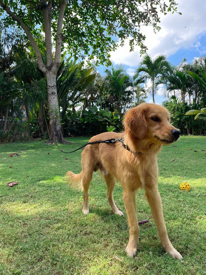 Tuff Pupper - Wander - Extended Leash - Epic Black