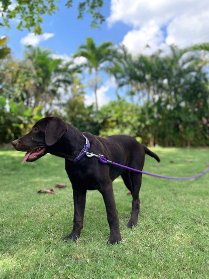 Tuff Pupper - Wander - Extended Leash - Purple