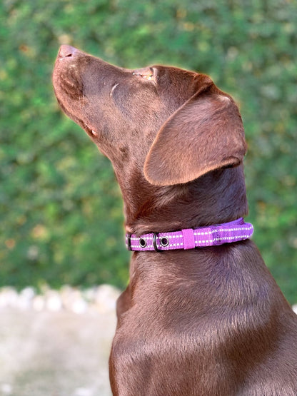 Tuff Pupper - Bungee Handle - Safety Collar - Purple