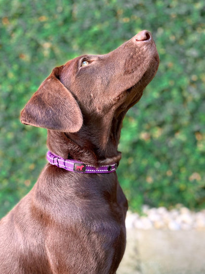 Tuff Pupper - Bungee Handle - Safety Collar - Purple