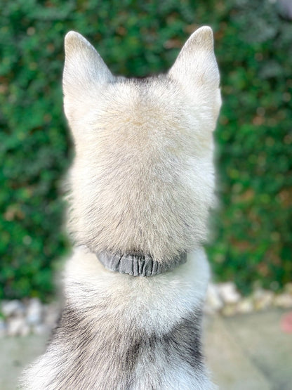 Tuff Pupper - Bungee Handle - Safety Collar - Steel Grey