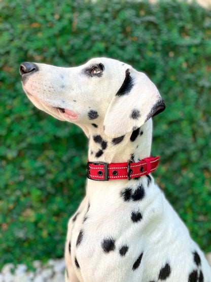 Tuff Pupper - Bungee Handle - Safety Collar - March Red