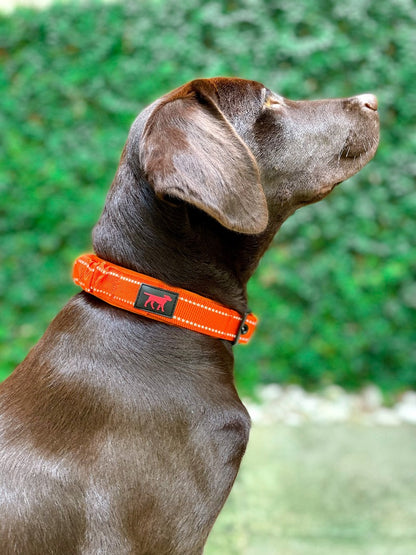 Tuff Pupper - Bungee Handle - Safety Collar - Orange