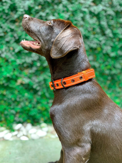 Tuff Pupper - Bungee Handle - Safety Collar - Orange