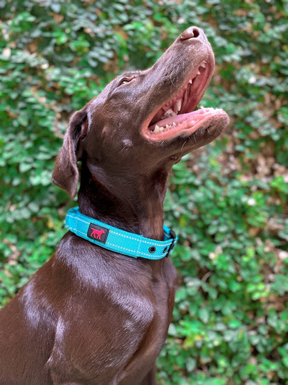 Tuff Pupper - Bungee Handle - Safety Collar - Teal