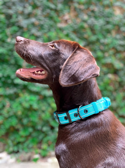 Tuff Pupper - Bungee Handle - Safety Collar - Teal