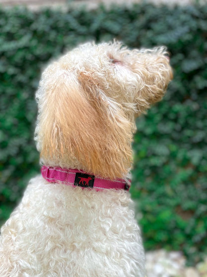 Tuff Pupper - Bungee Handle - Safety Collar - Hot Pink