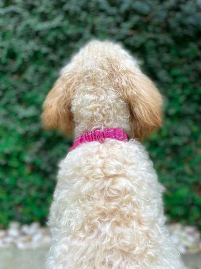 Tuff Pupper - Bungee Handle - Safety Collar - Hot Pink