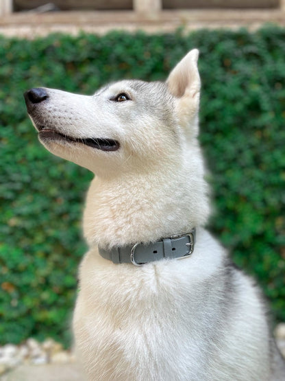 Tuff Pupper - Classic - Waterproof Collar - Cool Gray