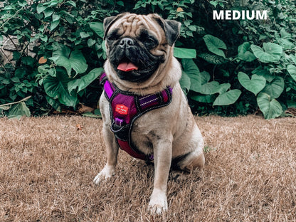 Tuff Pupper - Metro - Everyday Harness - Purple