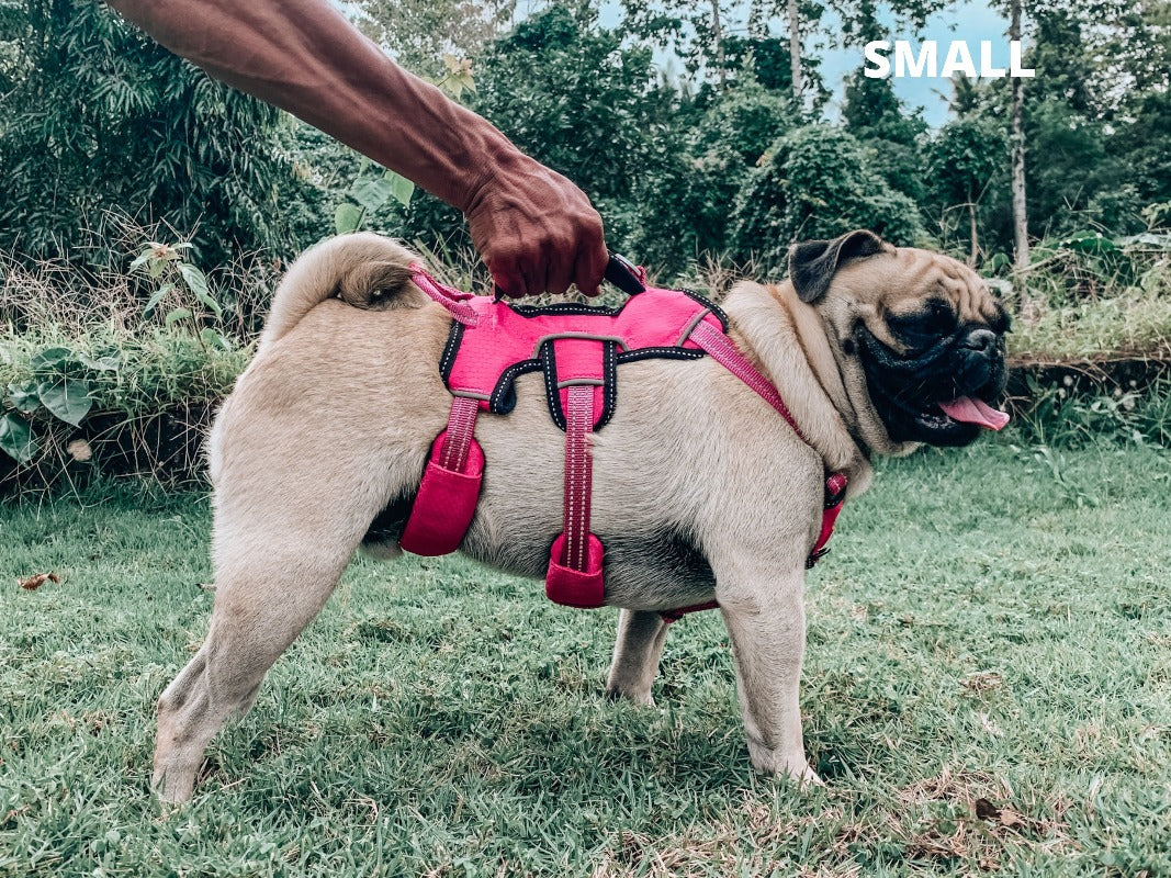 Pug harness life best sale